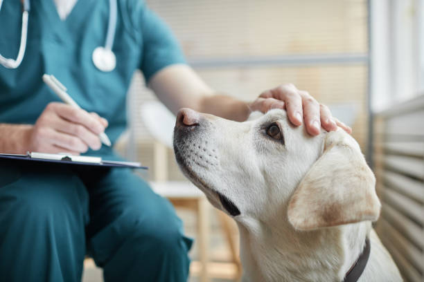 Dog Vet Care