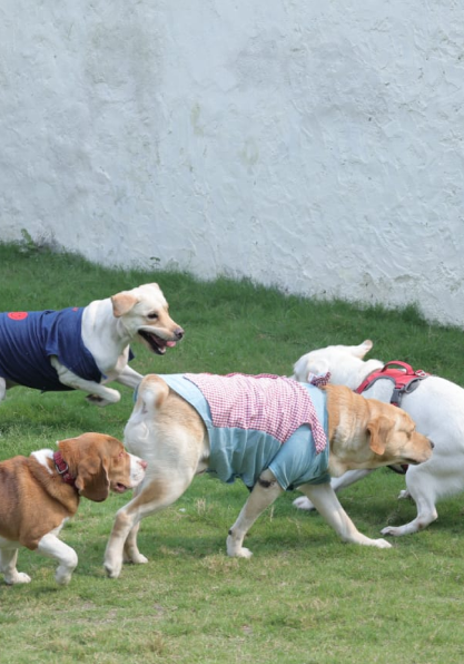Pets Playing in play area of Pet Me Maa